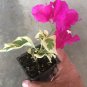 Bougainvillea - 'Raspberry Ice' - Live Plant