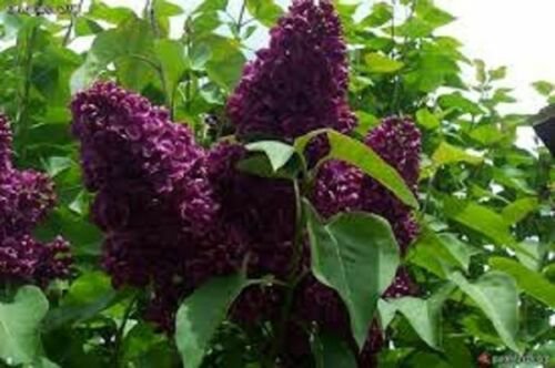 SYRINGA 'MONGE' - LILAC - FRAGRANT - STARTER PLANT - APPROX 5 INCH - DORMANT