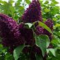 SYRINGA 'MONGE' - LILAC - FRAGRANT - STARTER PLANT - APPROX 5 INCH - DORMANT