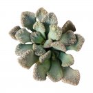 Concrete Leaf Titanopsis calcarea 2inch + Clay Pot