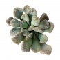 Concrete Leaf Titanopsis calcarea 2inch + Clay Pot