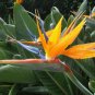 Bird of Paradise - Strelitzia Reginae - Live Plant 5-6"+ in 2.5" x 2.5" x 3.5" deep pots.