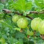 Gooseberry - 'Pixwell' - Ribes hirtellum - Live rooted starter plant