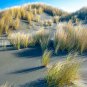 Sand Cord Grass Live Plant (Cordgrass) - Spartina bakeri