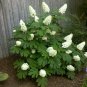 OAKLEAF HYDRANGEA shrub | 6-10"" in height | flowering-plant