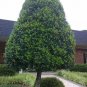 FOSTER HOLLY quart pot, flowering-plant