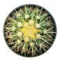 Golden Barrel Cactus Echinocactus Grusonii Cactus 4inch