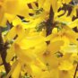 Forsythia Lynwood Gold-Golden Bells (Forsythia xintermedia 'lynwood') 4 pot, flowering