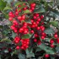 CHINA GIRL HOLLY, flowering-plant
