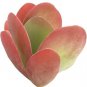 Kalanchoe Flapjacks Paddle Plant Thyrsiflora Succulent 4inch