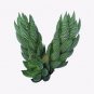 Haworthia Pumila African Pearl Plant Zebra Haworthia 4inch