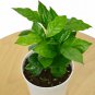 Arabica Coffee Plant / 4" Pot / Live Plant / FREE Care Guide