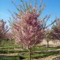 Autumnalis Flowering Cherry Tree, flowering-plant