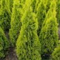 THUJA 'JANED GOLD' - STARTER PLANT - APPROX 8-10 INCH