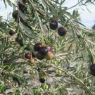 Olive Tree - 'Manzanillo' - Olea Europaea - live plant 4" plants