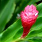 Hot Pink Ginger Live Flowering Plant - Alpinia purpurata