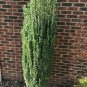 Sky Pencil Holly quart pot, 6-12 inch in height, flowering-plant