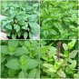 HOLY BASIL PLANTS~TULSI~SACRED BASIL WELL ROOTED LIVE PLANTS 5 TO 7 INCHES