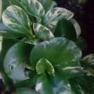 GOLDEN Peperomia obtusifolia variegata *Marble* in 4" Pot - Baby Rubber Plant
