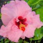 EXOTIC HAWAIIAN PINK HIBISCUS BIG FLOWER STARTER LIVE PLANT 3 TO 5 INCHES TALL
