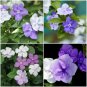 Brunfelsia~Yesterday Today and Tomorrow ~ Well Rooted Live Plant 3 to 5 inches
