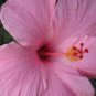 TROPICAL SEMINOLE PINK HIBISCUS WELL ROOTED 3 TO 5 INCHES LIVE STARTER PLANT