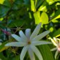 Angel Wings Jasmine Live Plant~Jasminum Nitidum~Live starter Plant 7 inches tall