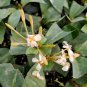White Pink Ixora Tropical Live Plant 2 to 5 inches tall