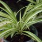 STRIPE SPIDER PLANTS WELL ROOTED Airplane Plant - Air Cleaner - Chlorophytum