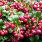 VACCINIUM VITIS IDAEA 'RED CANDY' - LINGONBERRY - PLANT - APPROX 4-6 INCH