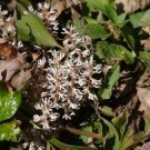 5 ALLEGHENY SPURGE roots ,(Pachysandra procumbens)