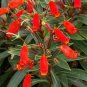 Gloxinia Bolivian Sunset Live Plant~Beautiful Fall Blooms 5 to 7 inches tall