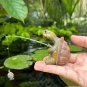 Simulation Resin Sea Turtle Ornaments, Aquarium Ornament, Flower Pots and Tank Aquarium Decoration