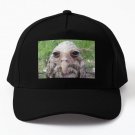 Wet Owl Meme Baseball Cap Hat Women Black Casquette Snapback Mens
