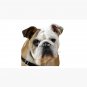 American Bulldog Face With Sad Eyes Vector Cap
