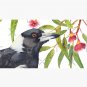 Australian Magpie and eucalyptus blossoms watercolour painting Cap