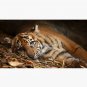 Baby Tiger - Model Cap