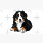 Bernese Mountain Dog Pup! Cap