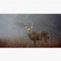 Big Buck - White-tailed deer Cap