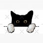 Black Cat White Hands Peeking Cap