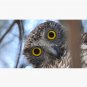Curious Australian Powerful Owl Cap