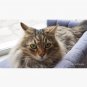 Cute Cat Cap