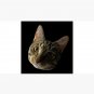 Cute Kitten With Beautiful Eyes Cap