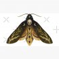 Death Head Moths Night Cap