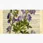 Botanical print, on old book page - garden flowers - delphinium Cap