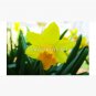 Bright Yellow Rose Flower Cap