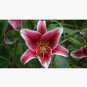 Brilliant Orchid Cap