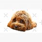 Cavapoo Cavoodle Cockerpoo Puppy Designer Dog Poodle Mix Cap