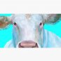 Charolais Cow painting on blue Cap