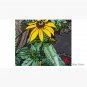 Brown-eyed Susan up close Cap